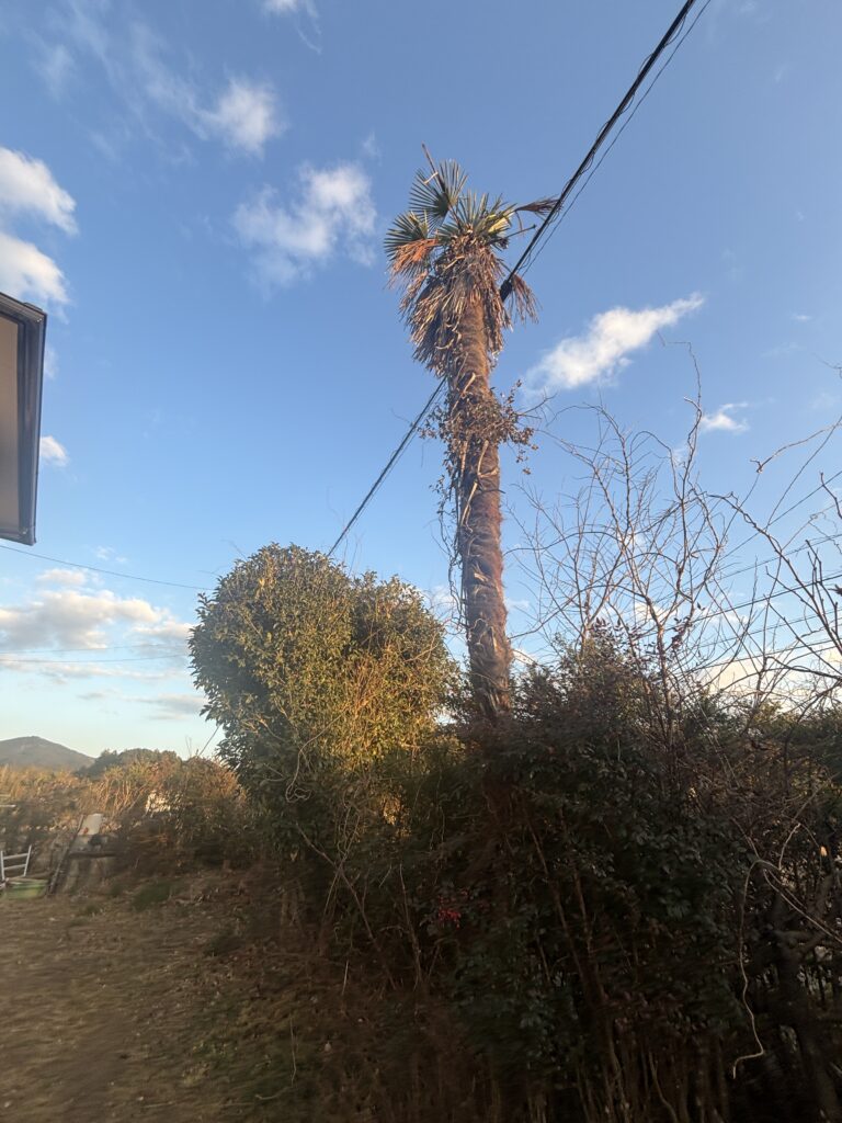 南国＆ハートロックなテイスト!(^^)!